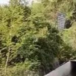 एनएचएआयच्या कामात पीएमसीच्या पत्राने गटारांच्या नुकसानीला झेंडा दाखवला; पाषाण तलावाच्या प्रदूषणाशी गळती जोडण्यासाठी कार्यकर्त्यांनी नकाशाचा हवाला दिला