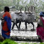 शेतकरी संघटनांची तात्काळ कर्जमाफीची मागणी, राज्याला ३० जूनच्या मुदतीची वाट पाहू नका