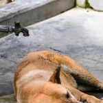 उष्णतेची लाट पाळीव प्राणी आणि भटक्या प्राण्यांना काठावर ढकलते, पुण्यातील दवाखाने गंभीर प्रकरणांमध्ये वाढले आहेत