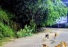 भटक्या कुत्र्याला बेदम मारहाण केल्याप्रकरणी विश्रांतवाडी सोसायटीच्या कर्मचाऱ्यांवर गुन्हा दाखल
