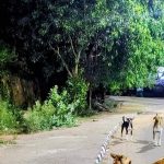 भटक्या कुत्र्याला बेदम मारहाण केल्याप्रकरणी विश्रांतवाडी सोसायटीच्या कर्मचाऱ्यांवर गुन्हा दाखल