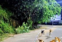भटक्या कुत्र्याला बेदम मारहाण केल्याप्रकरणी विश्रांतवाडी सोसायटीच्या कर्मचाऱ्यांवर गुन्हा दाखल