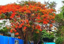 1 मार्चपासून महाराष्ट्रातील 36 पैकी 27 जिल्ह्यांमध्ये उष्माघाताच्या रुग्णांची नोंद; संभाजीनगरमध्ये सर्वाधिक