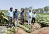 गारपीट, वाऱ्यामुळे पुणे जिल्ह्यातील १०० हेक्टरवरील फळबागा भुईसपाट पुणे बातम्या