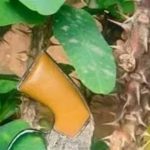 वाहतूक चालकांमध्ये हाणामारीनंतर पाटसमध्ये तणाव; एकाने गोळीबार केला | पुणे बातम्या