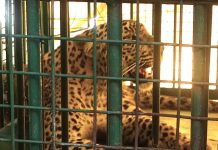 जुन्नर वनविभागाने 7 महिन्यात 51 बिबट्या जेरबंद केले पुणे बातम्या